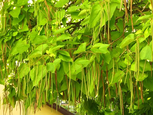 fruits of southern catalpa, Catalpa bignonioides